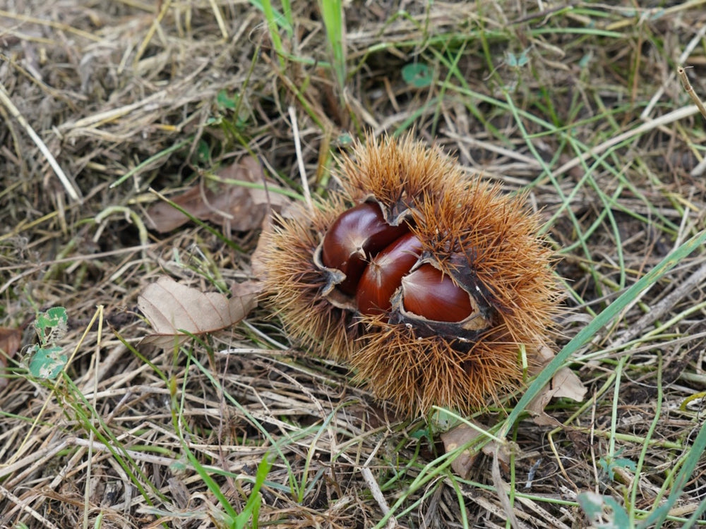 数量限定】SHUKA丹波栗/tanba chestnuts